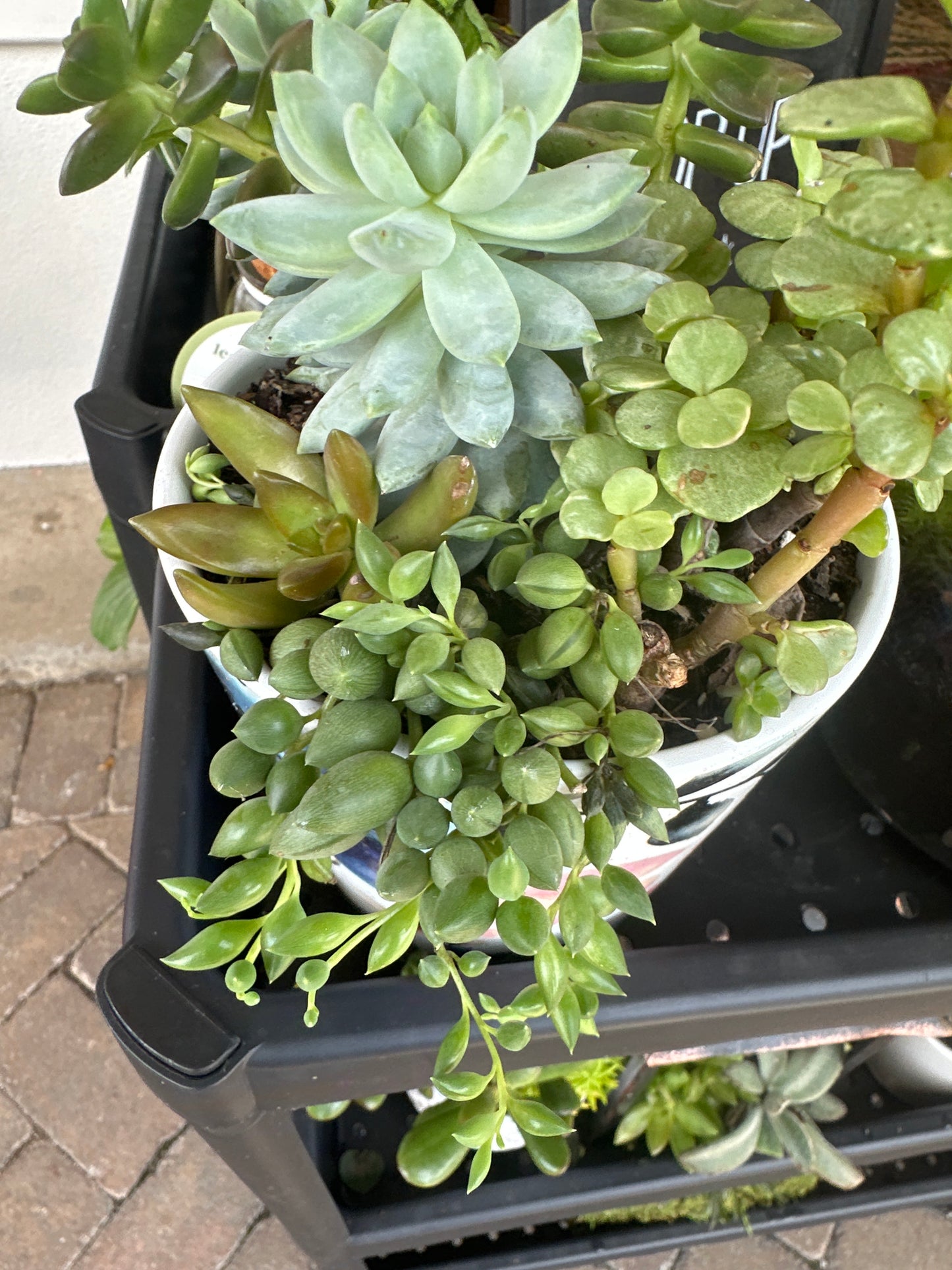 Mixed Succulents