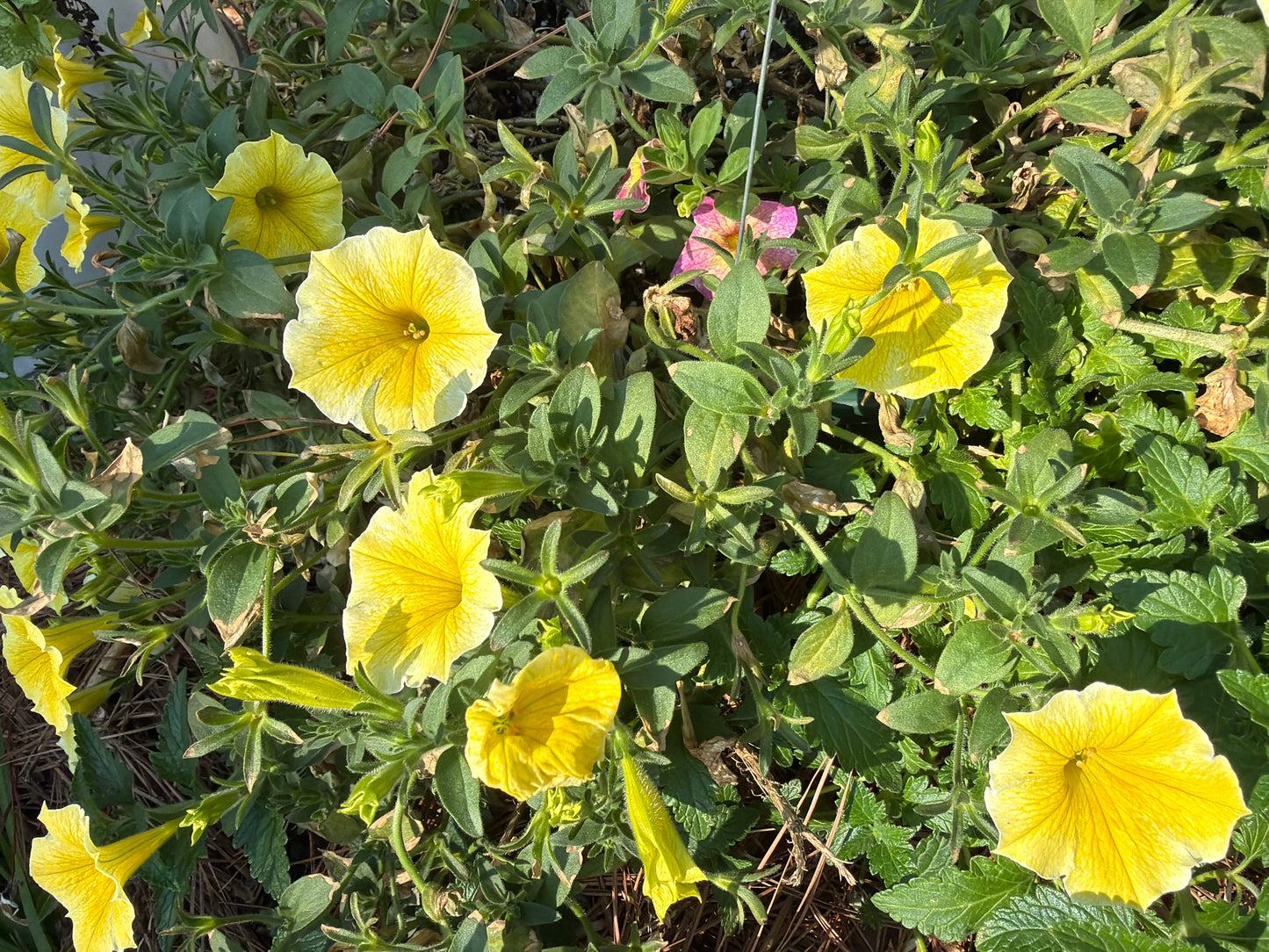 Canary Yellow Hanging Basket