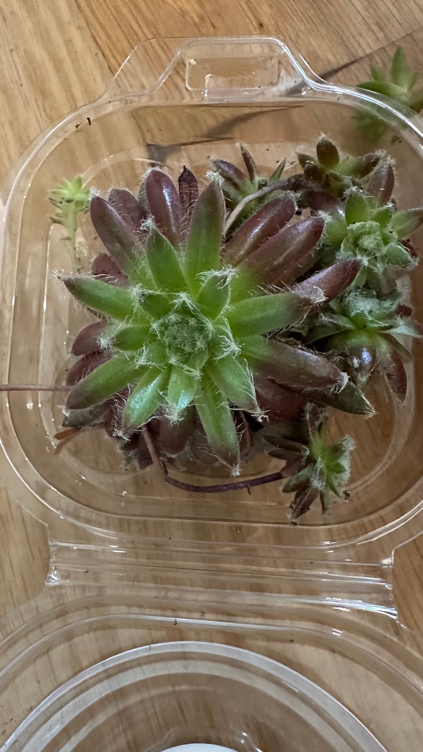 Micro Mini Planters