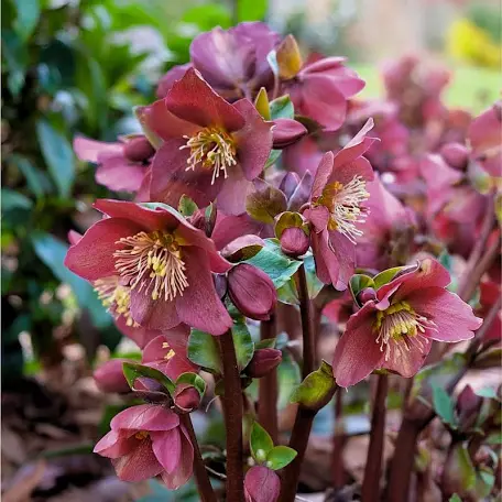 Helleborus