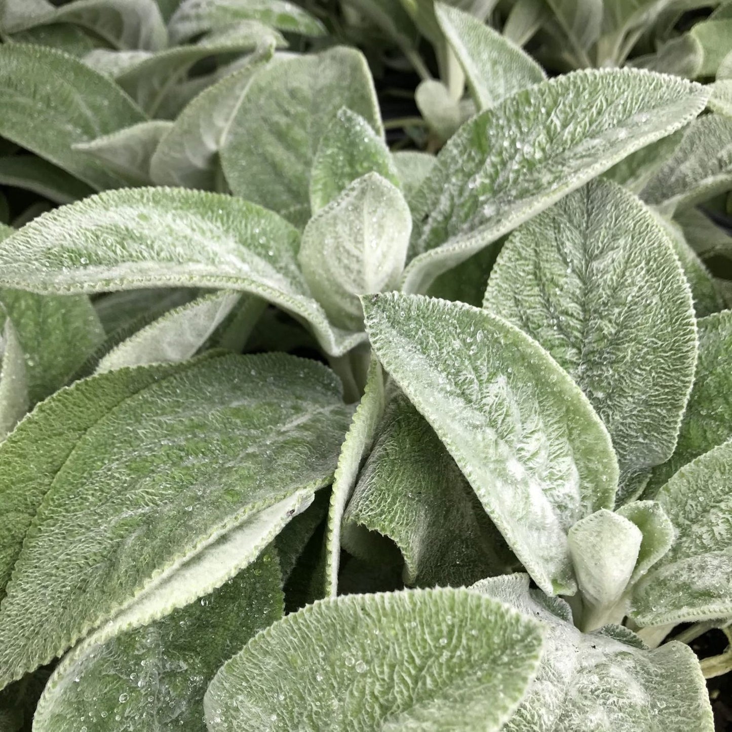 Stachys byzantia 'Helene von Stein'