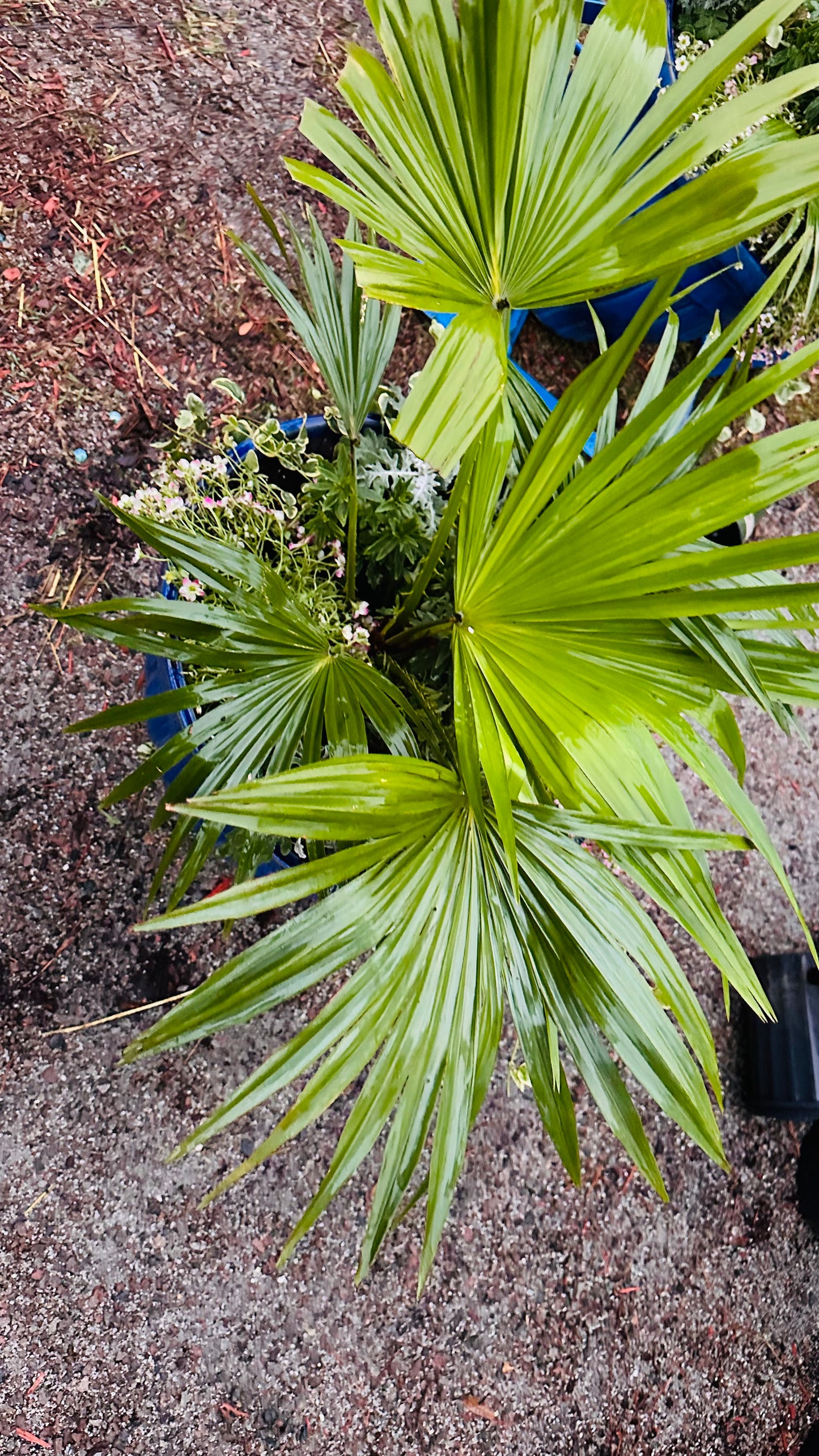 Chineses Fan Palm