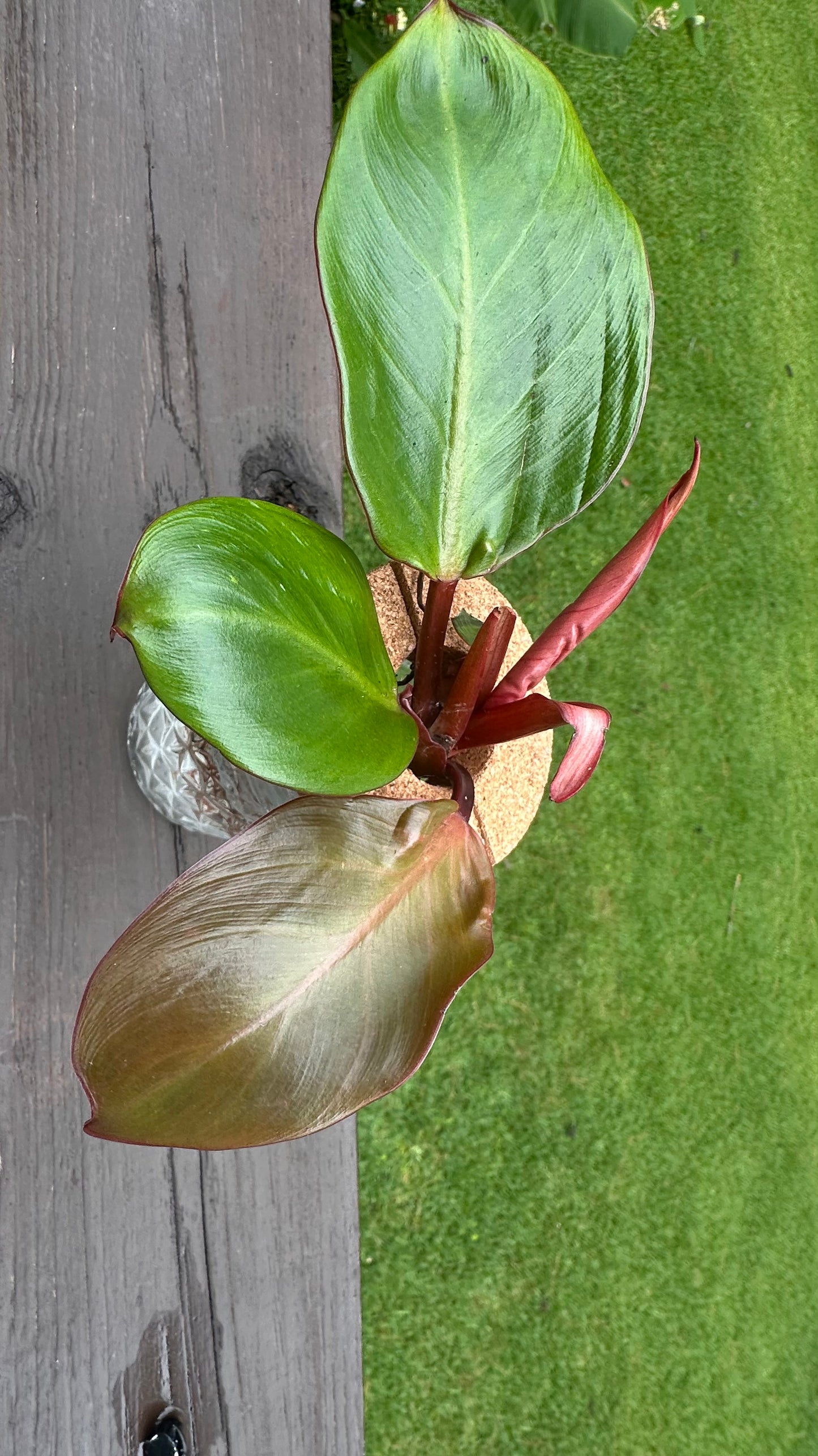 Philodendron ‘Rojo Congo’