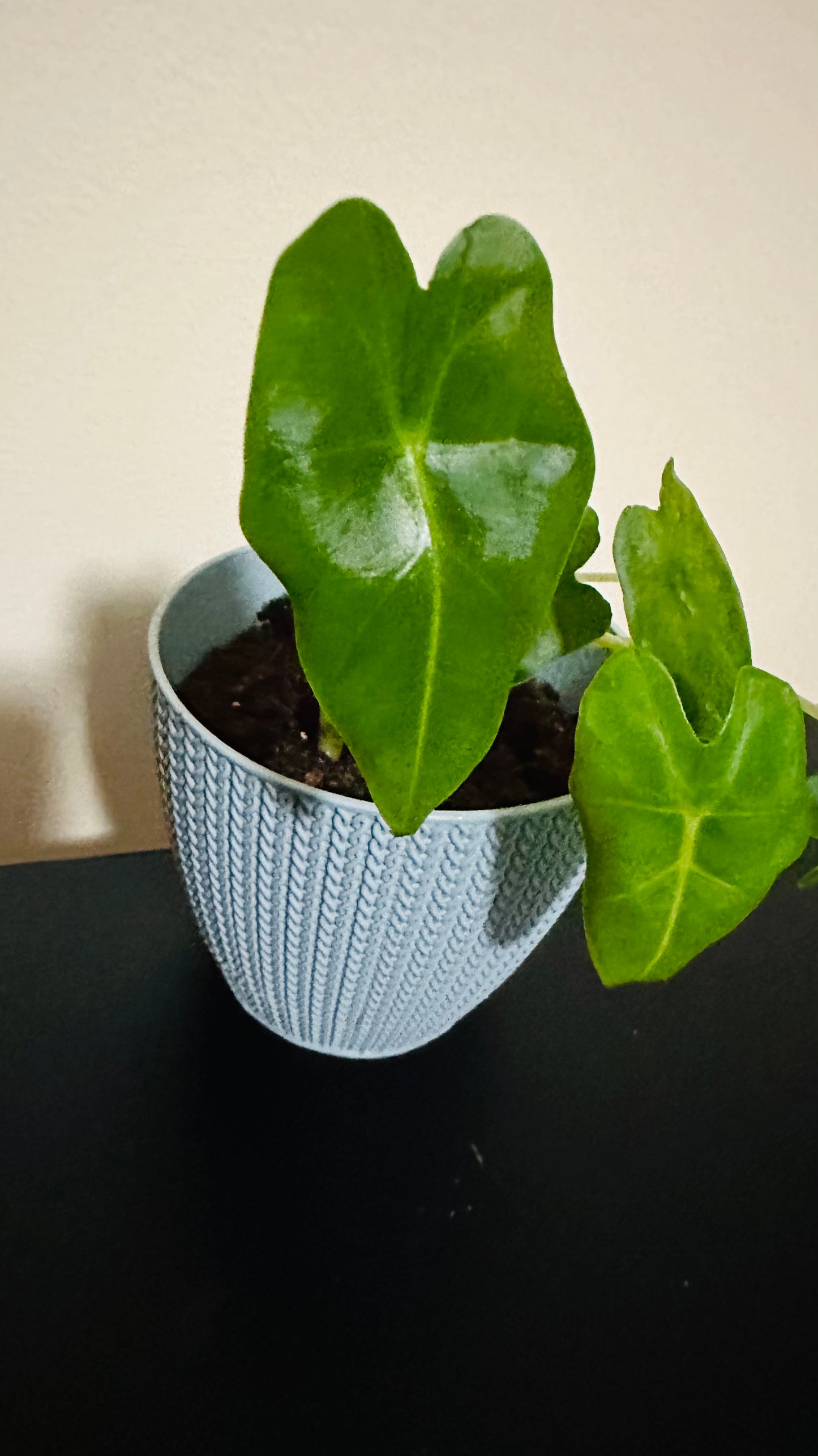 📝 “Meet Alocasia ‘Velvet Elvis’ 🌿✨ A must-have for plant lovers!”