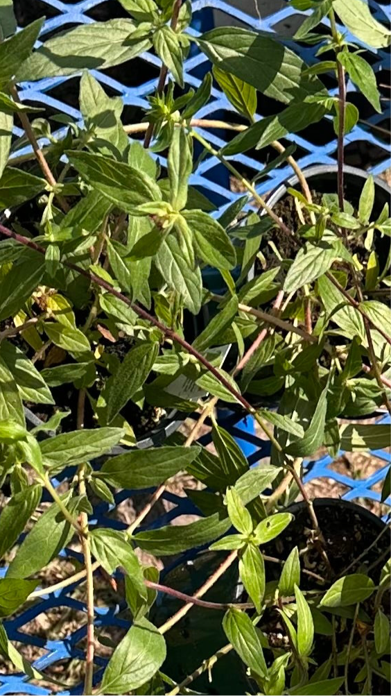 Georgia Scarlet Milkweed (Asclepias curassavica)