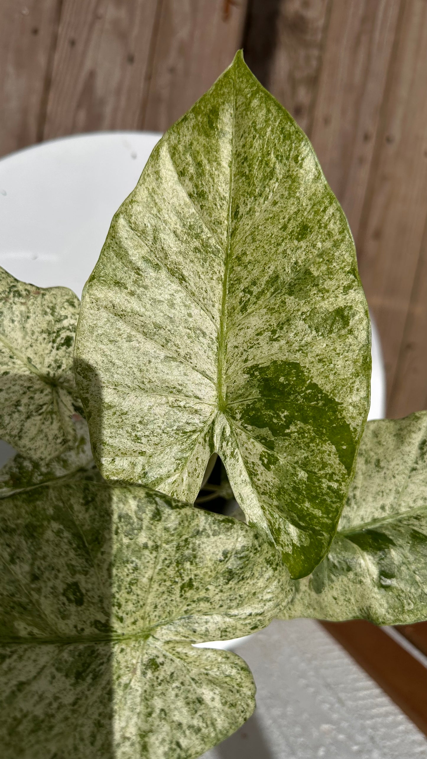 Syngonium ‘Milk Confetti’