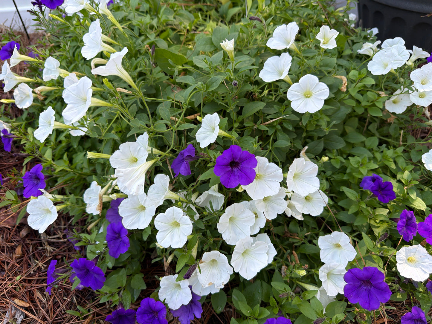 Purple and White Petunia