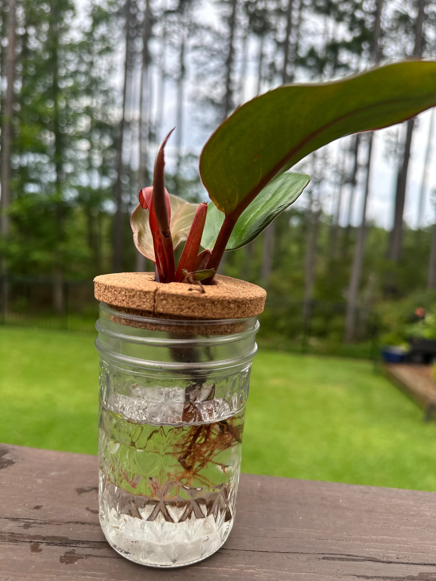 Philodendron ‘Rojo Congo’