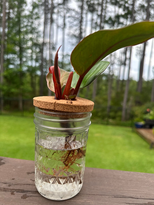 Philodendron ‘Rojo Congo’