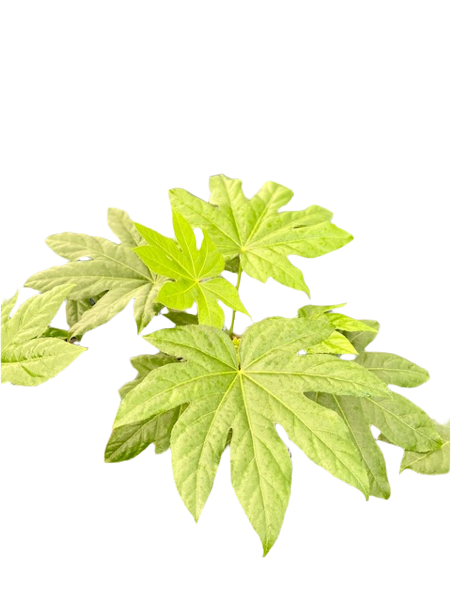 Fatsia japonica -