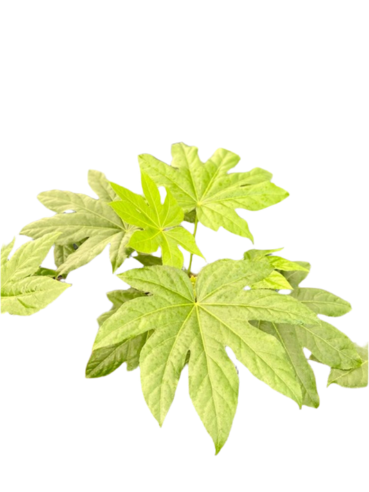 Fatsia japonica -