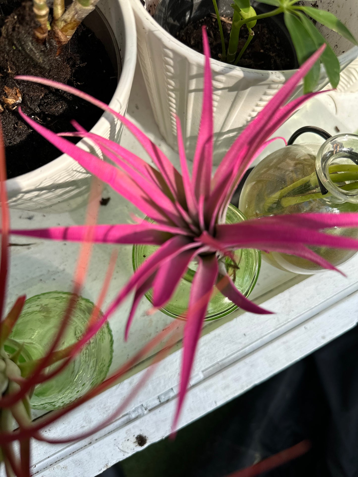 Terrariums