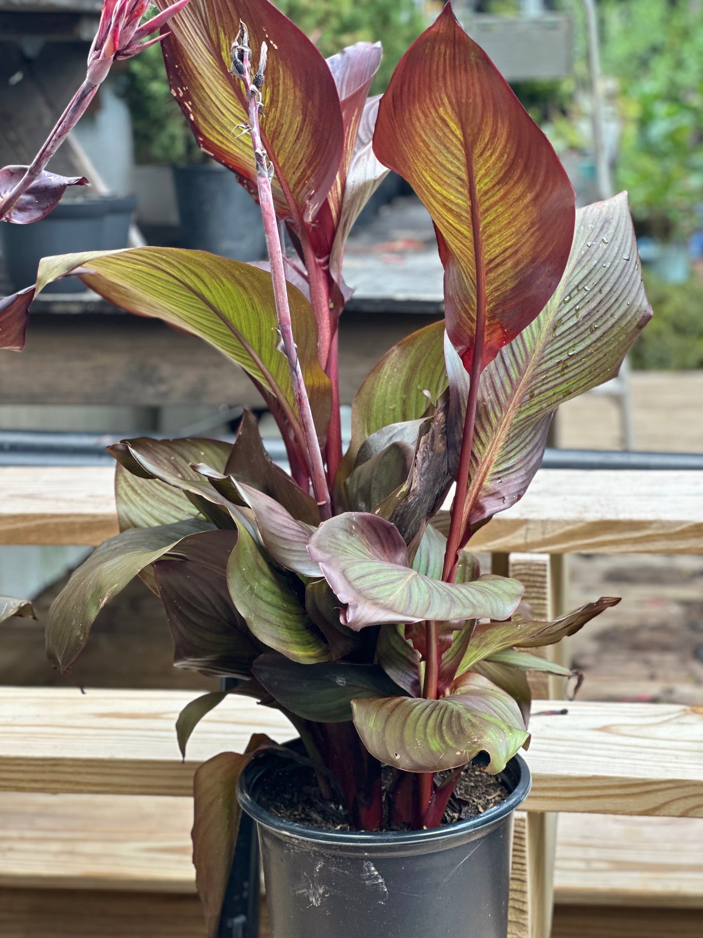 Canna Lily 'Tropicanna' - Exotic Tropical Flair**