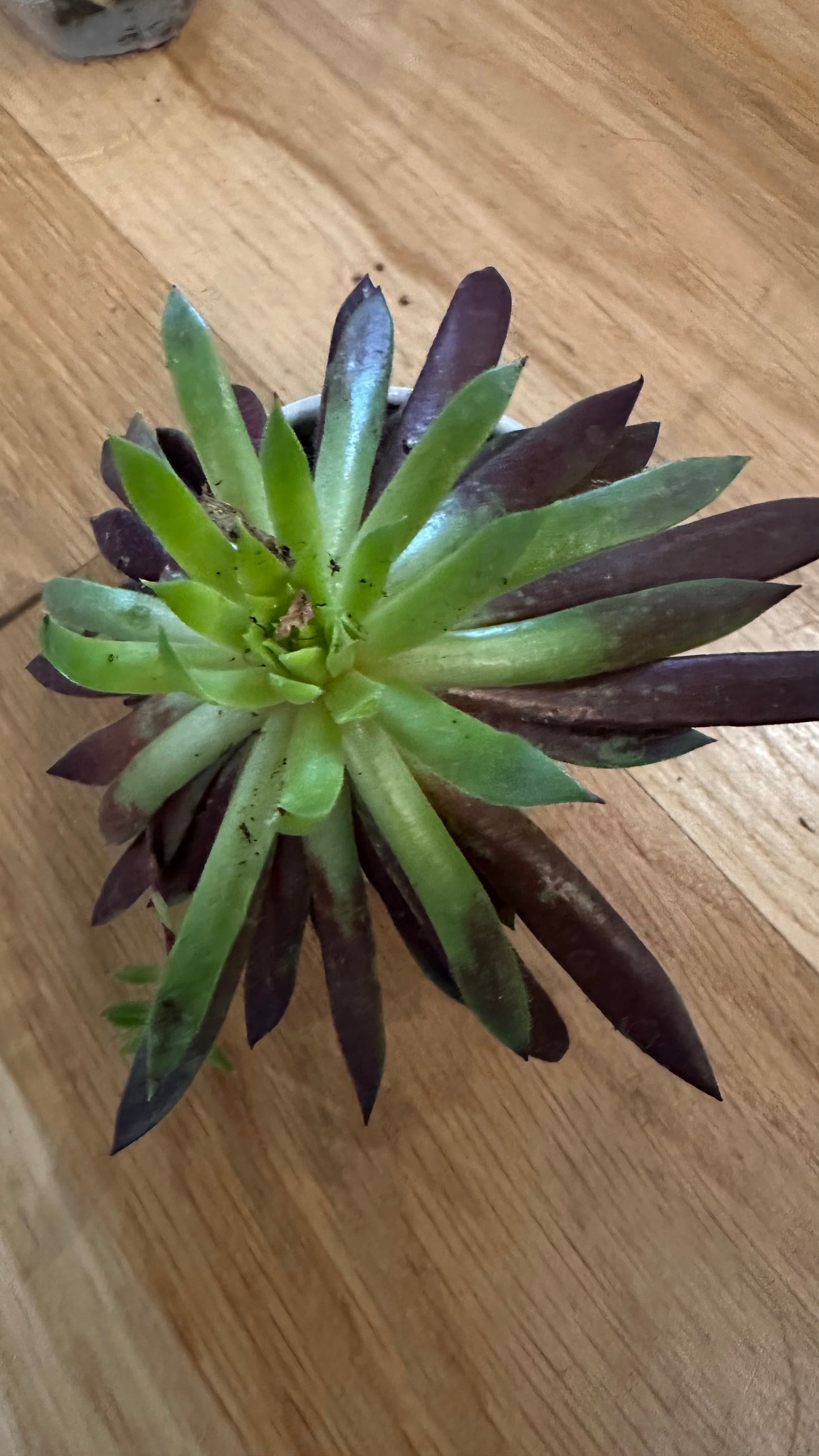 Micro Mini Planters