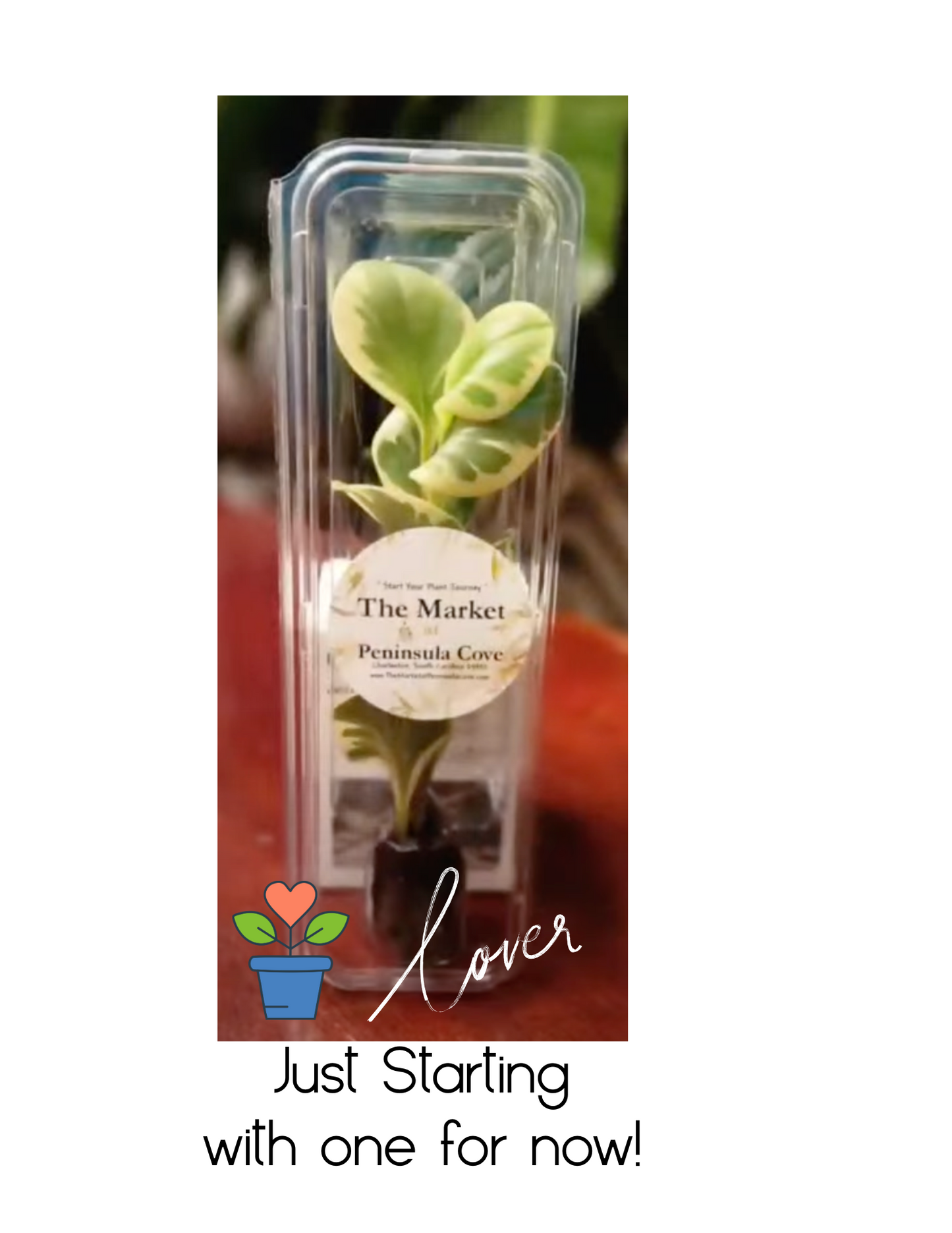 Small & Tall Starter Plant