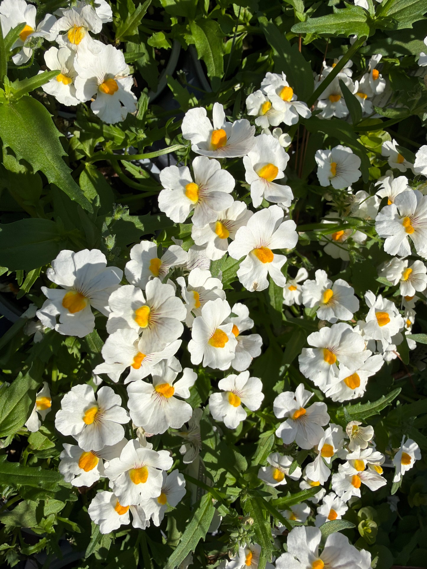 Sunsatia Coconut