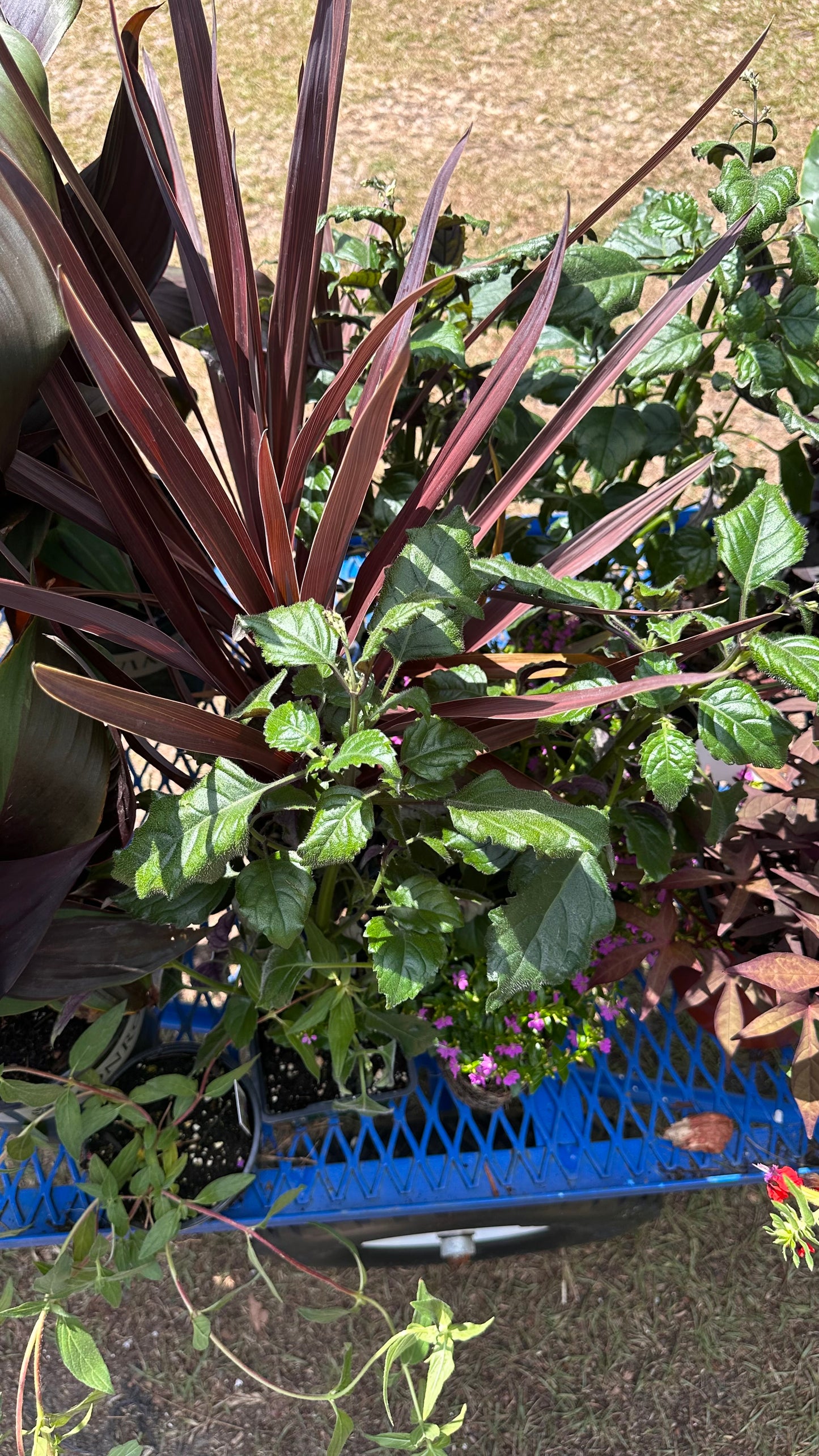 Cordyline