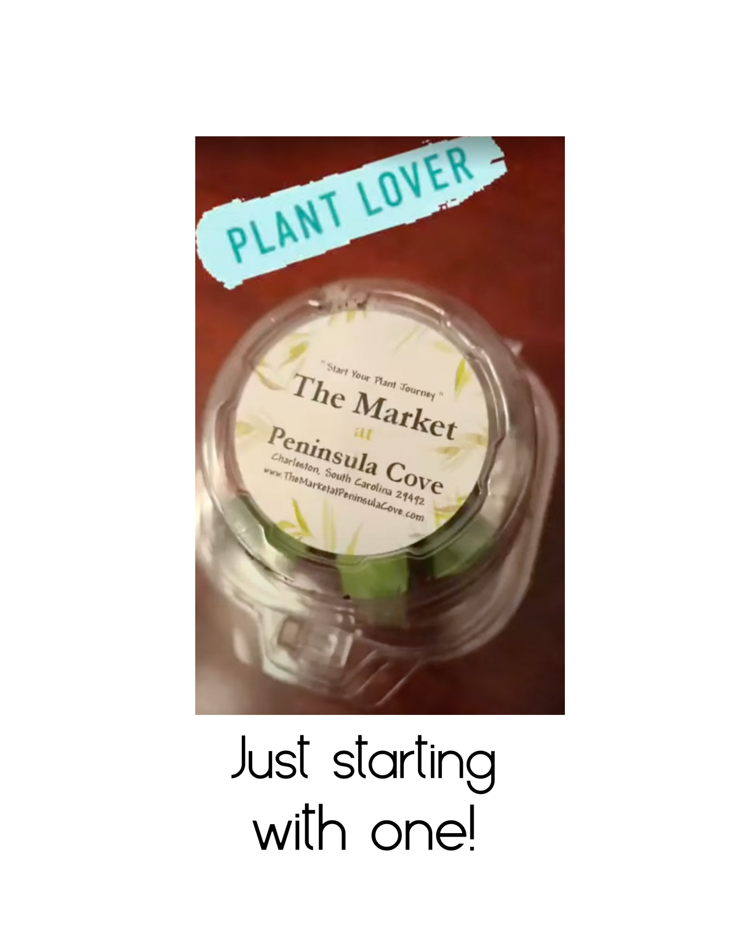 Just Starting with One Plant