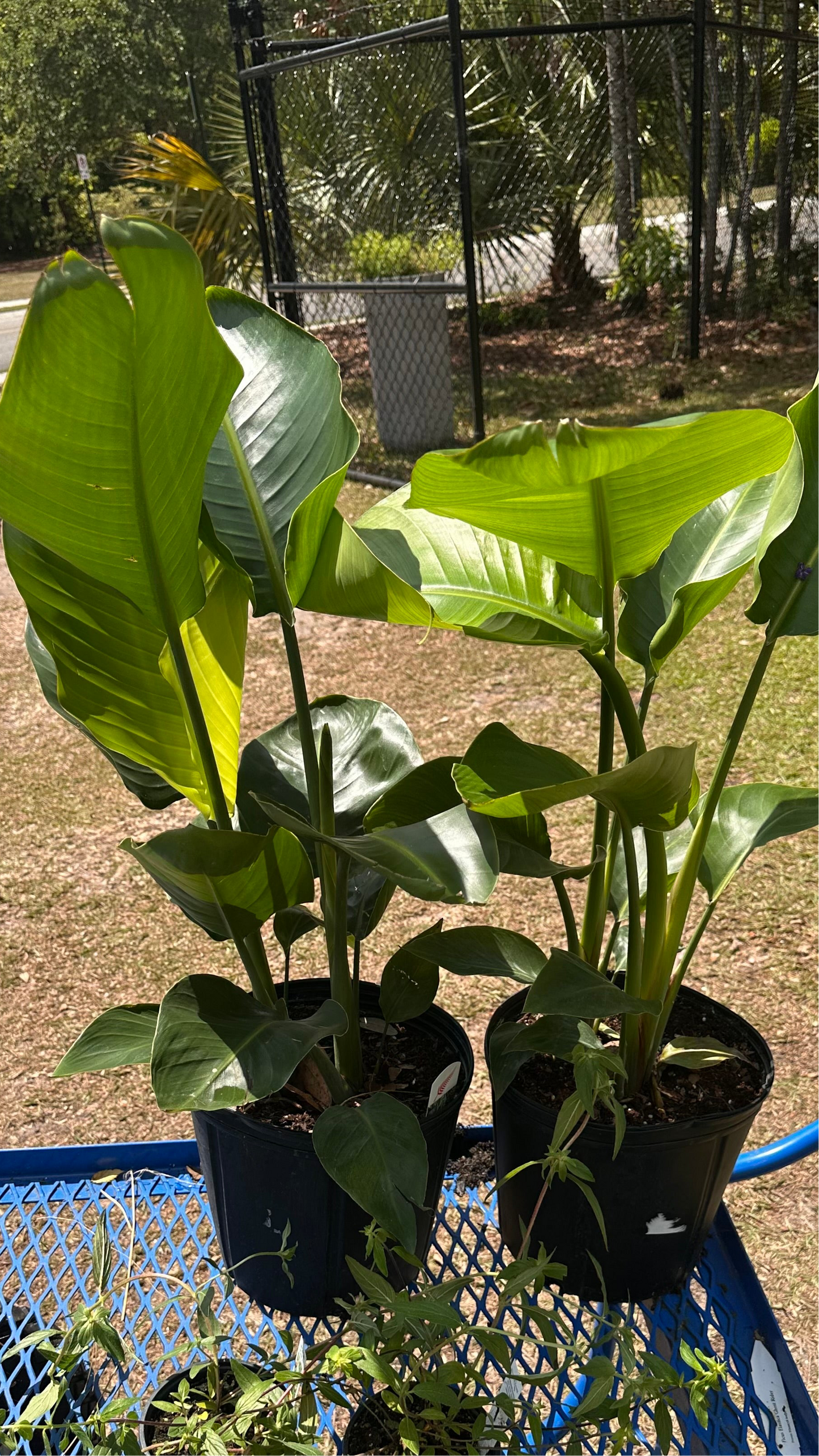 Bird of Paradise