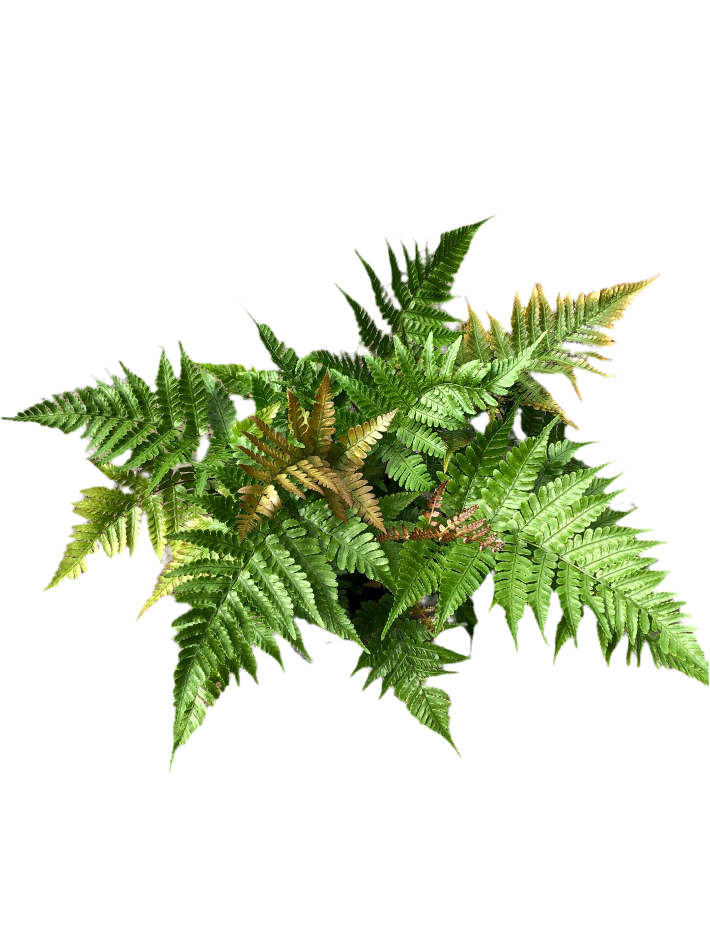 Dryopteris Erythrosora 'Brilliance'