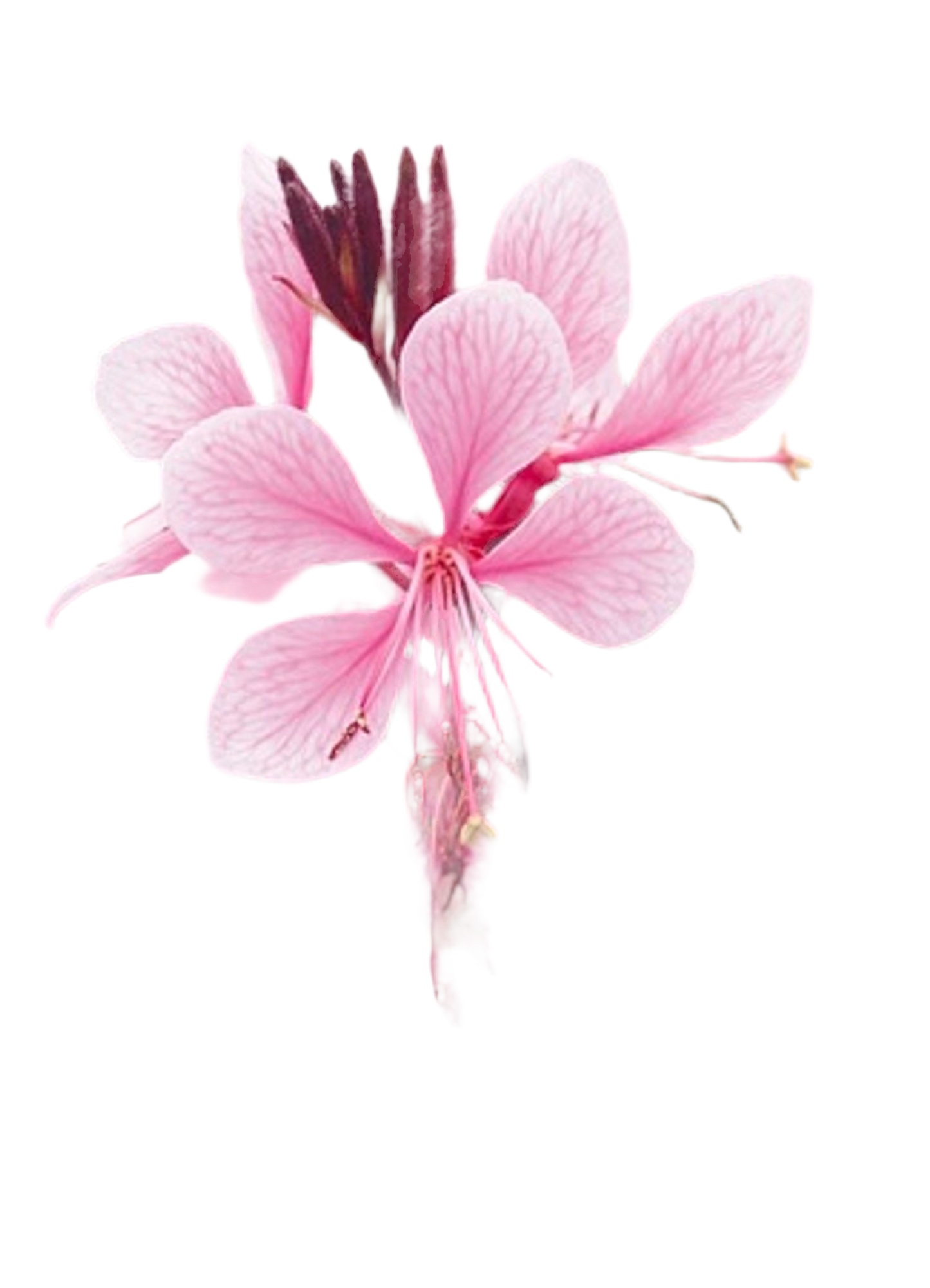 Gaura lindheimeri Passionate Blush™