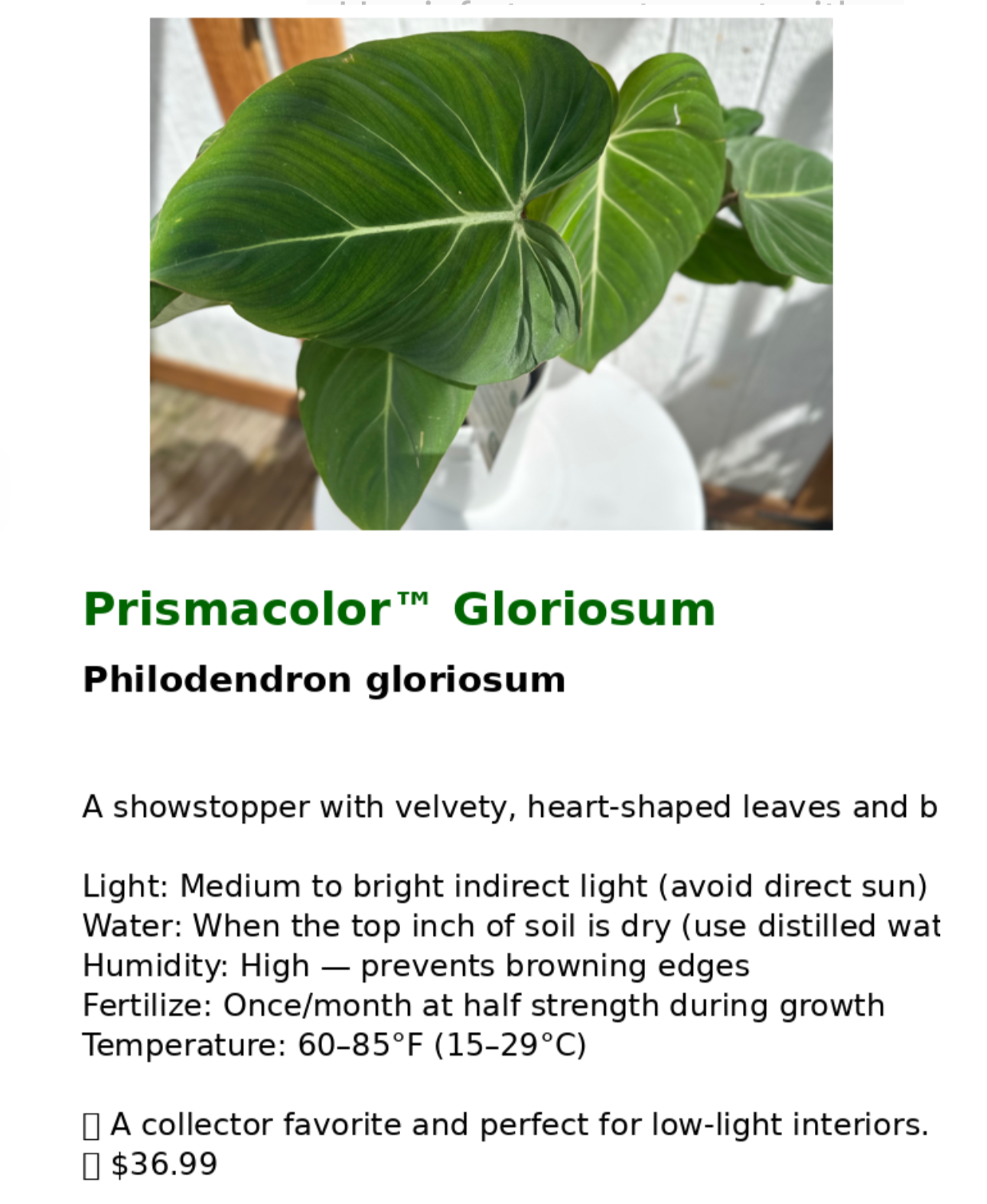 Philodendron Gloriosum