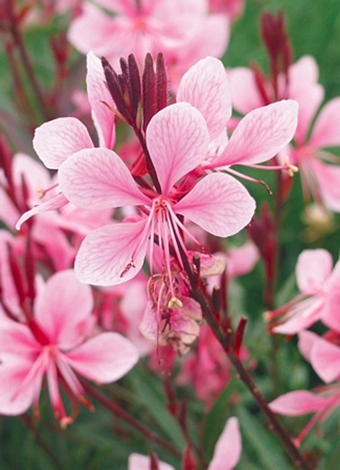 Gaura lindheimeri Passionate Blush™