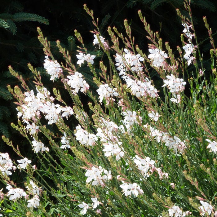 Gaura lindheimeri 'Whirling Butterfly’
