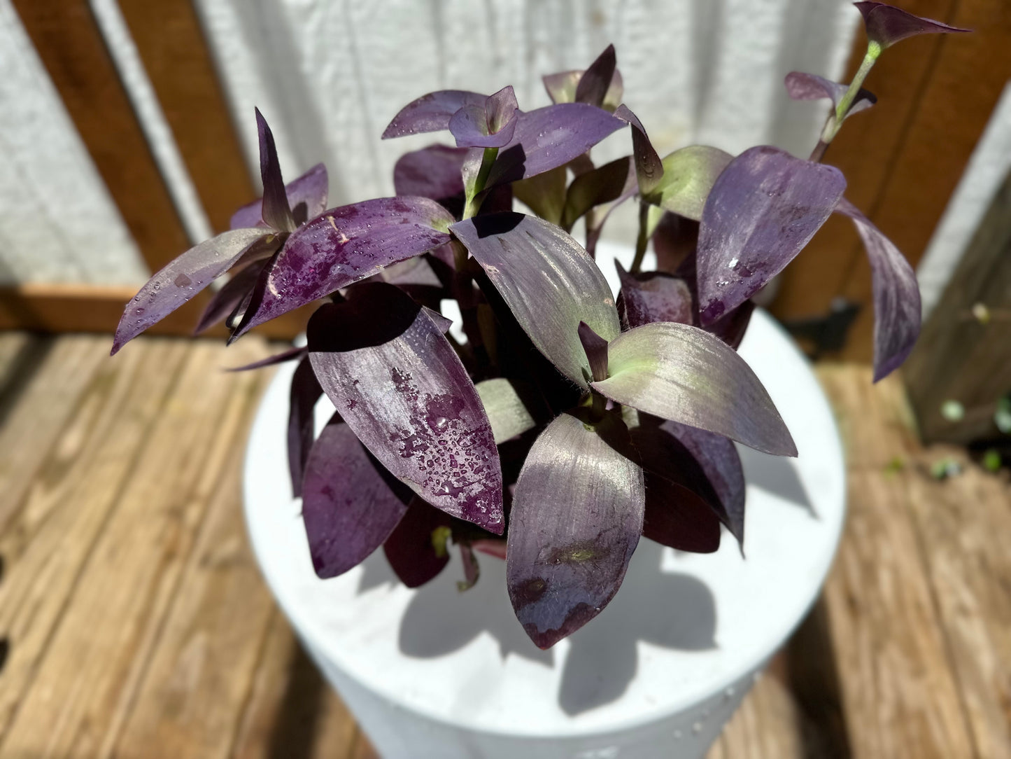 Tradescantia Pallida 💜