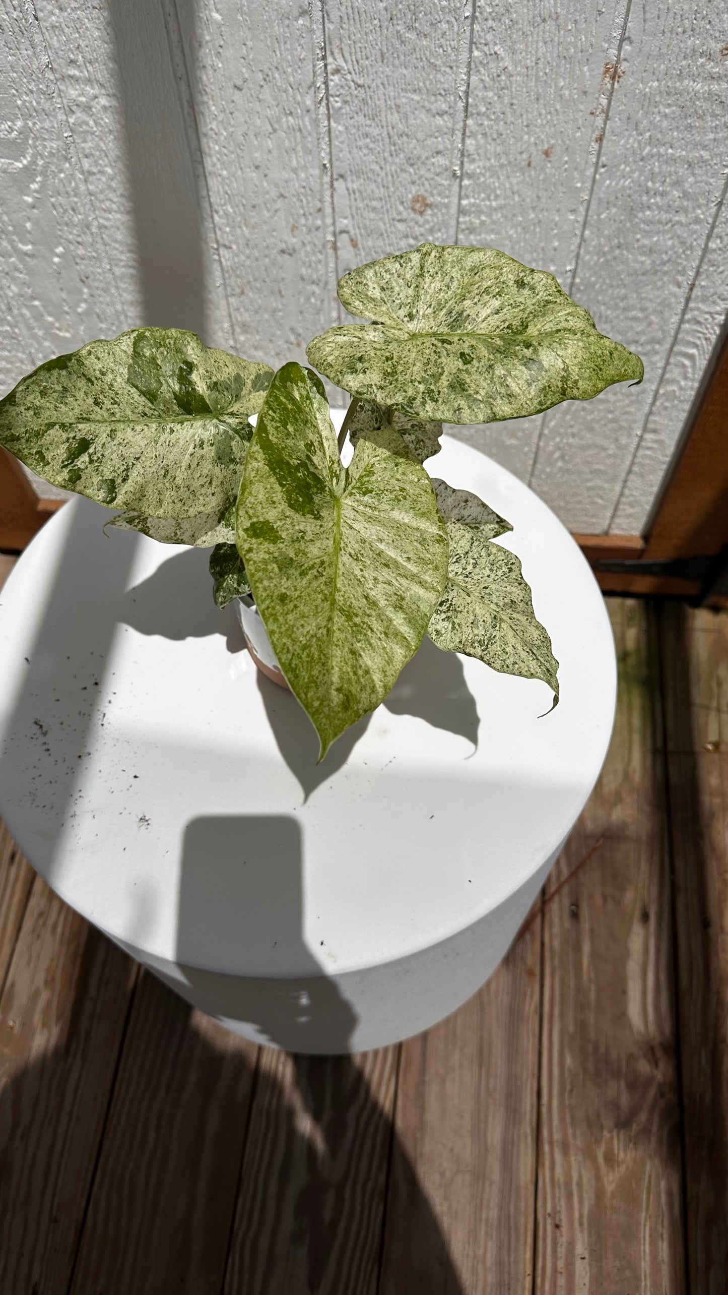 Syngonium ‘Milk Confetti’