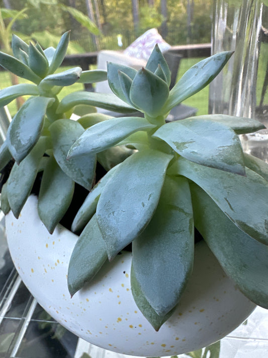 The Echeveria 'Blue Prince'