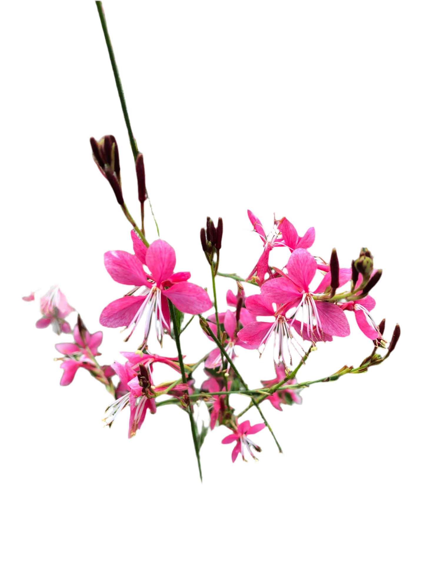 Gaura lindheimeri 'Siskiyou Pink'