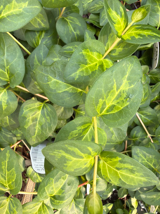 Maculata