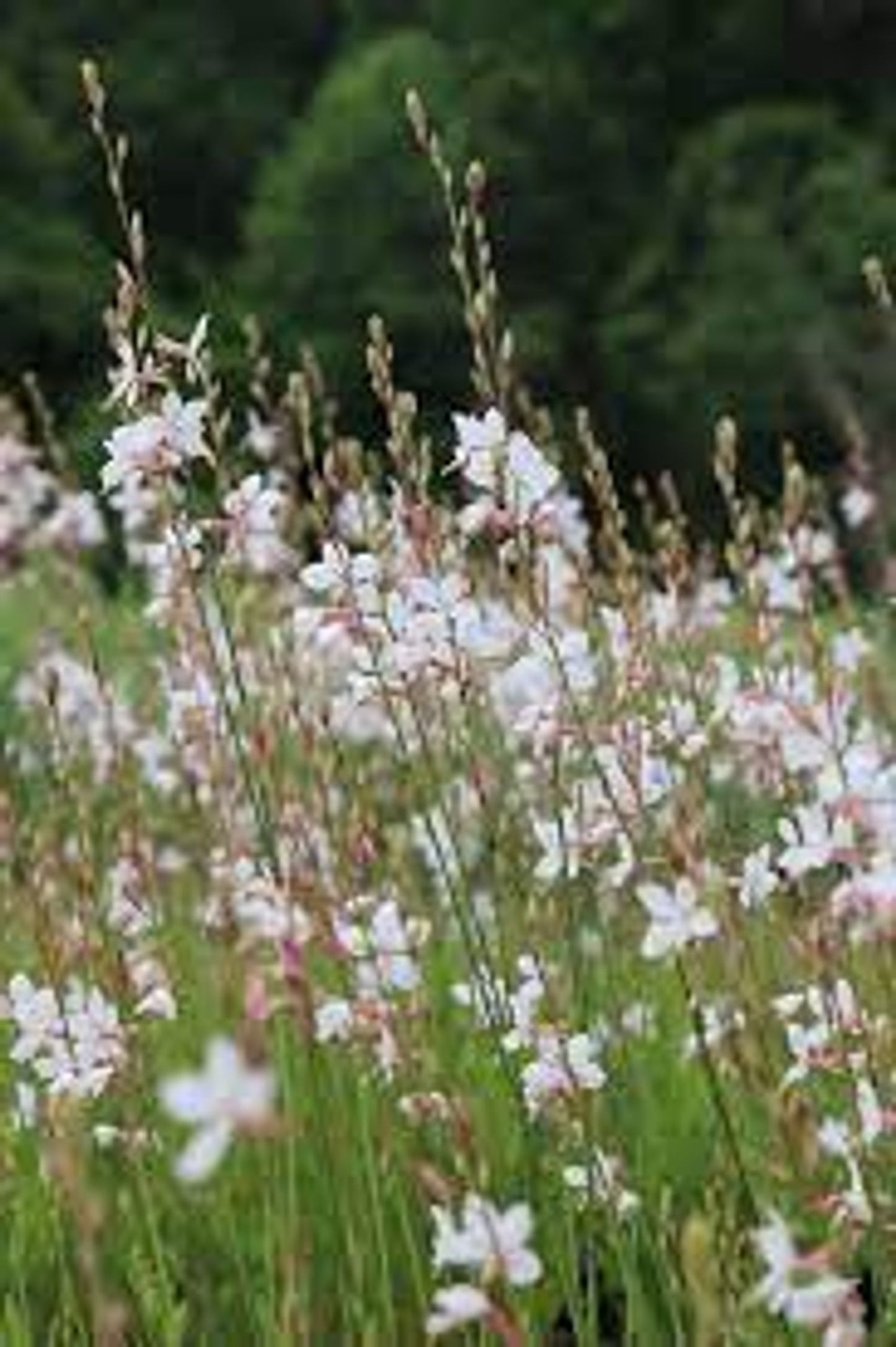 Gaura Lindheimeri Ballerina™ White