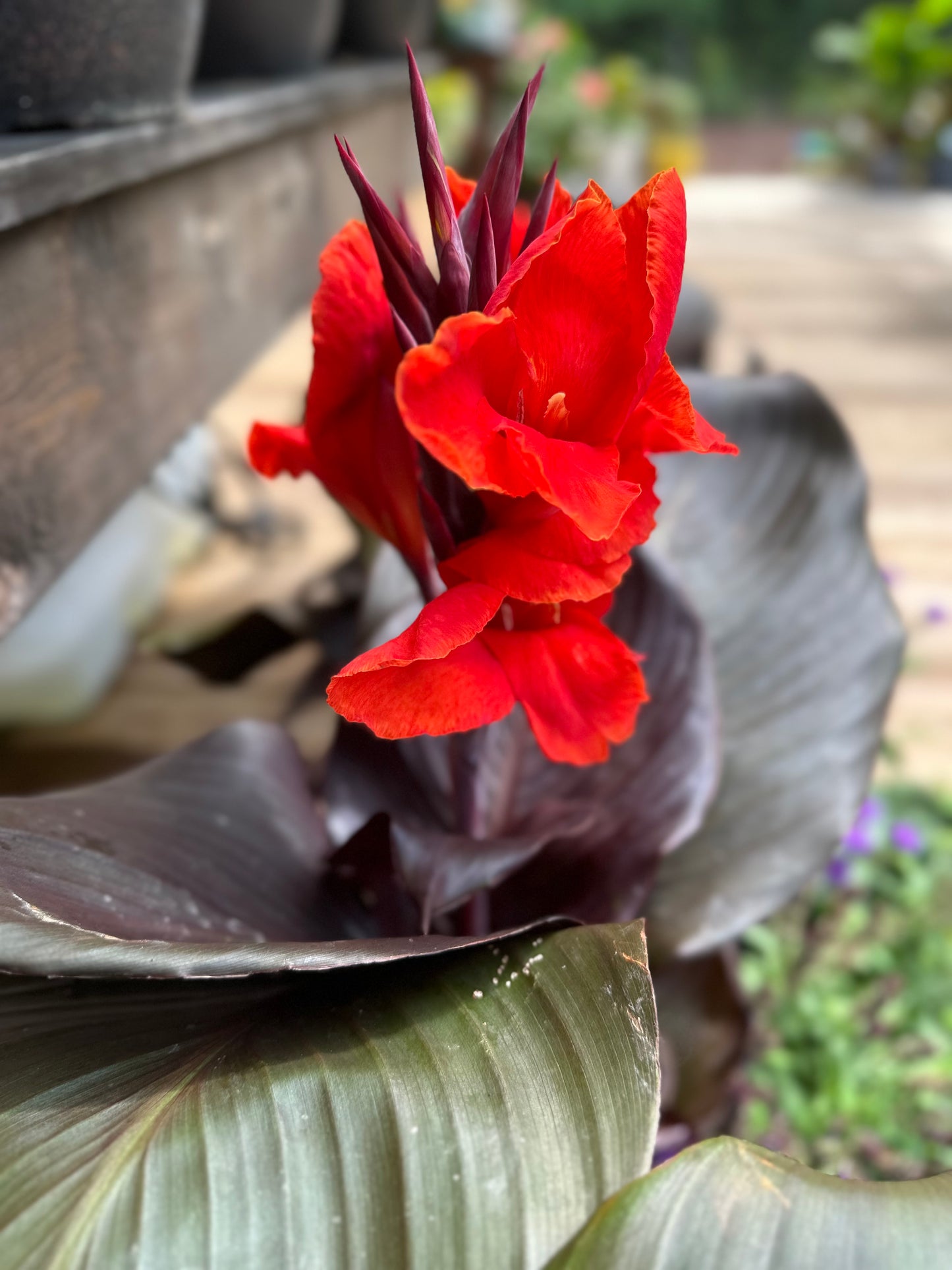 Canna Lily 'Tropicanna' - Exotic Tropical Flair**