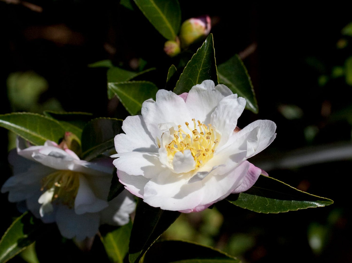 Camellia sasanqua 'Asakura'