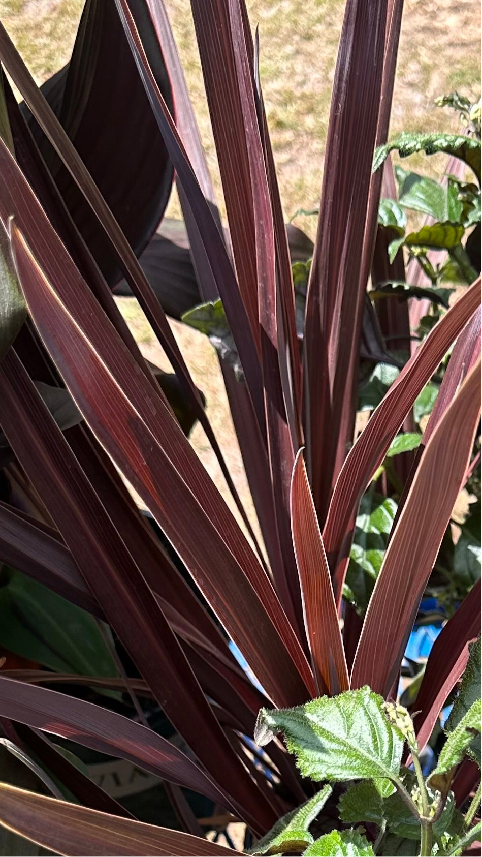 Cordyline