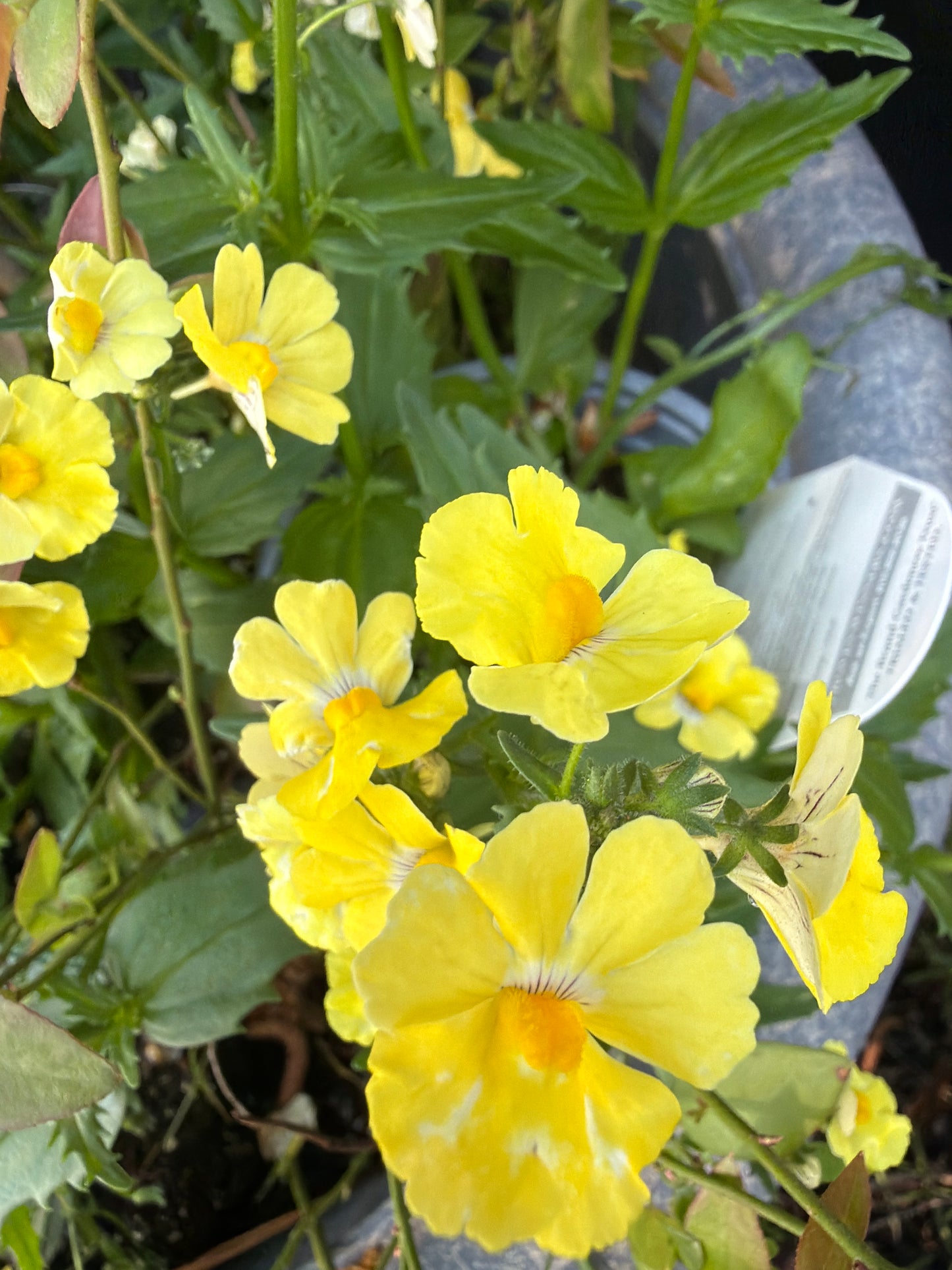 Sunsatia Lemon