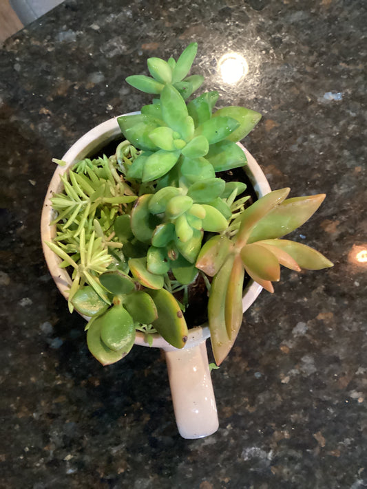 Succulent Pots