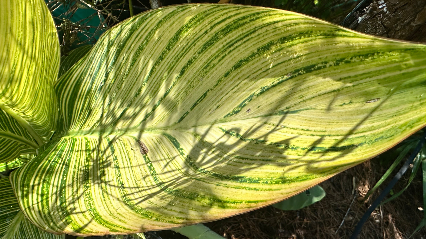 Canna Lilly
