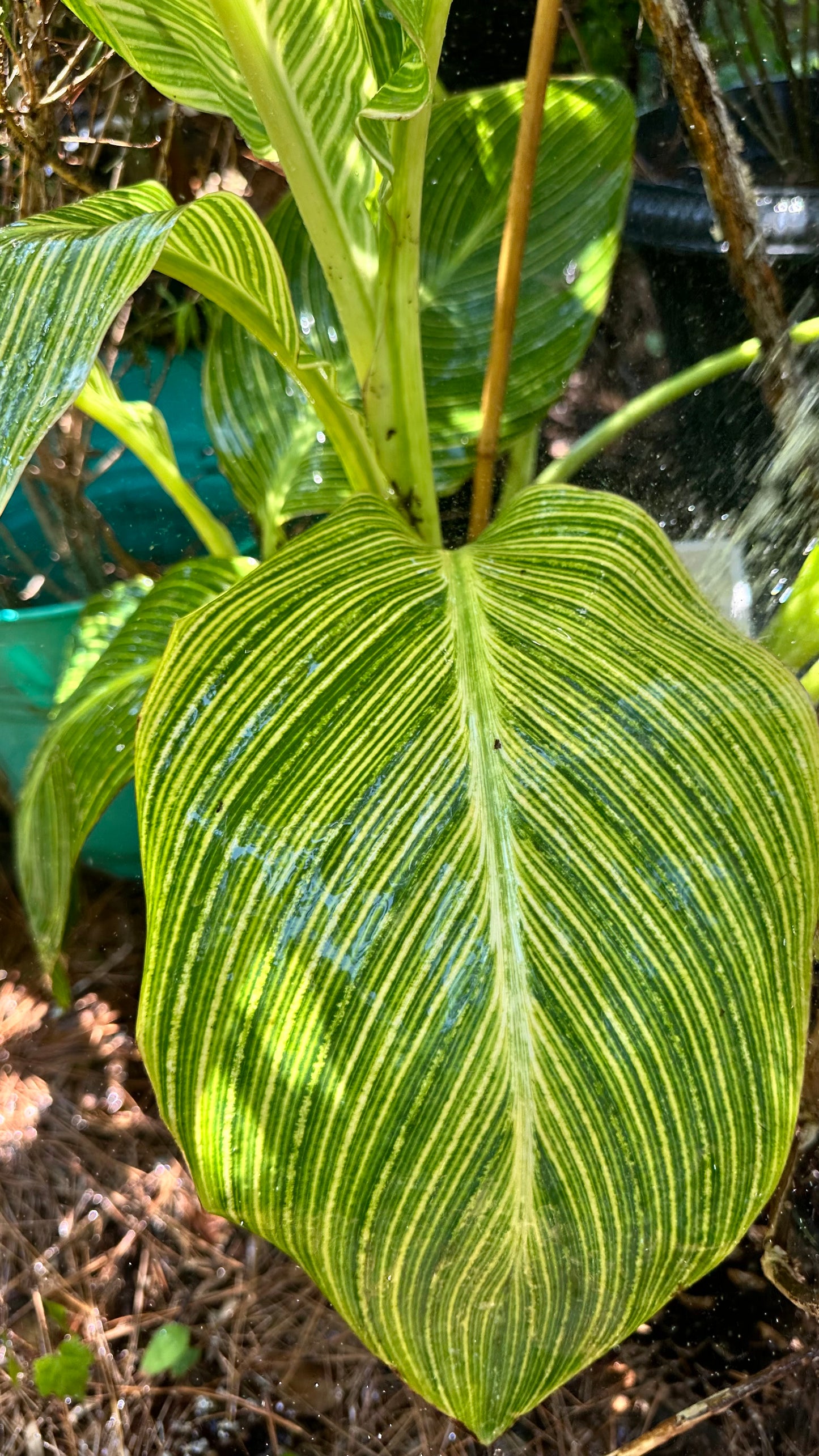 Canna Lilly