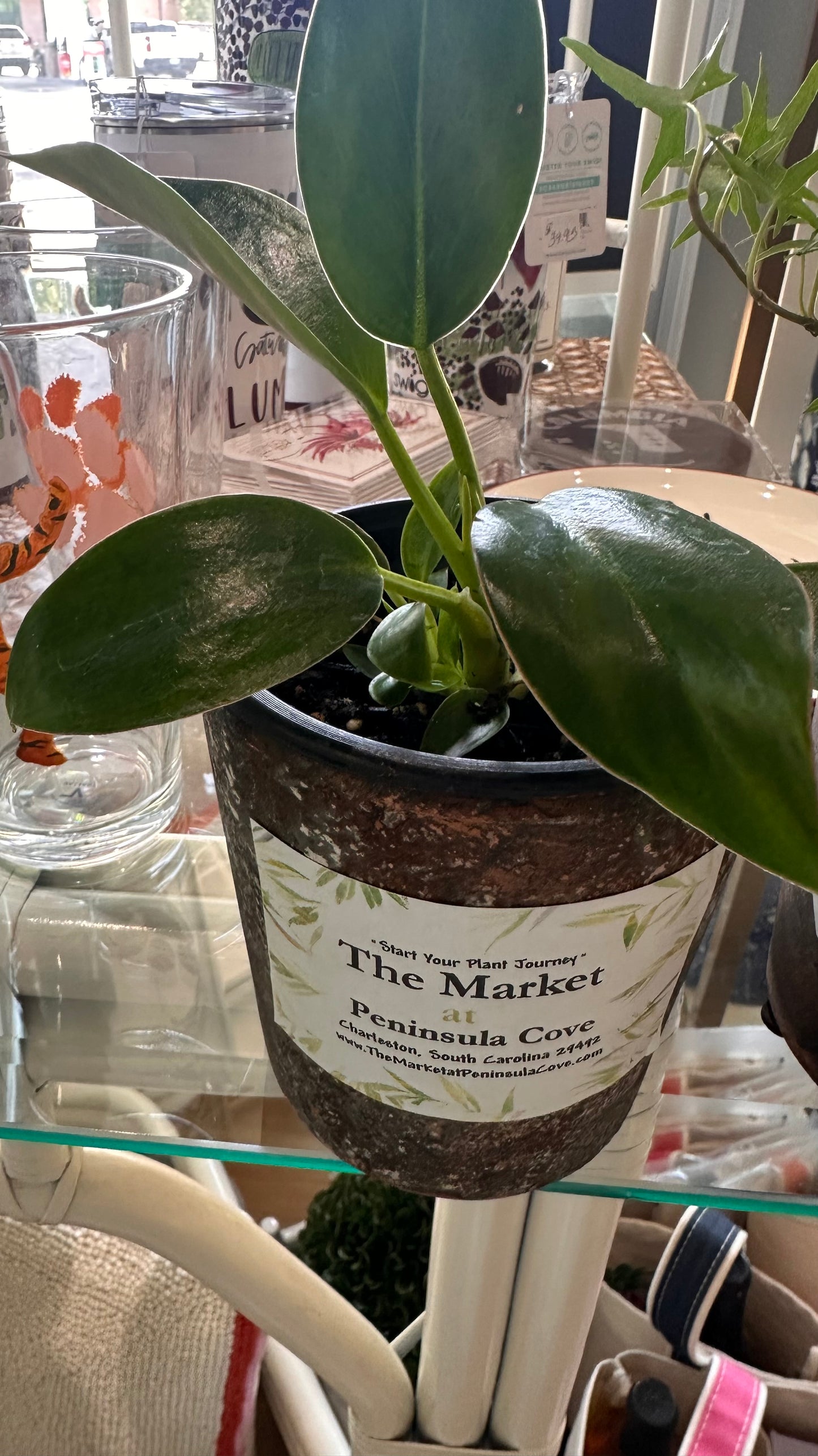 Mini Pot with Plant