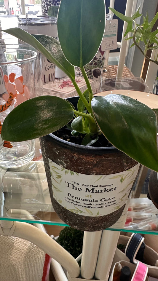 Mini Pot with Plant