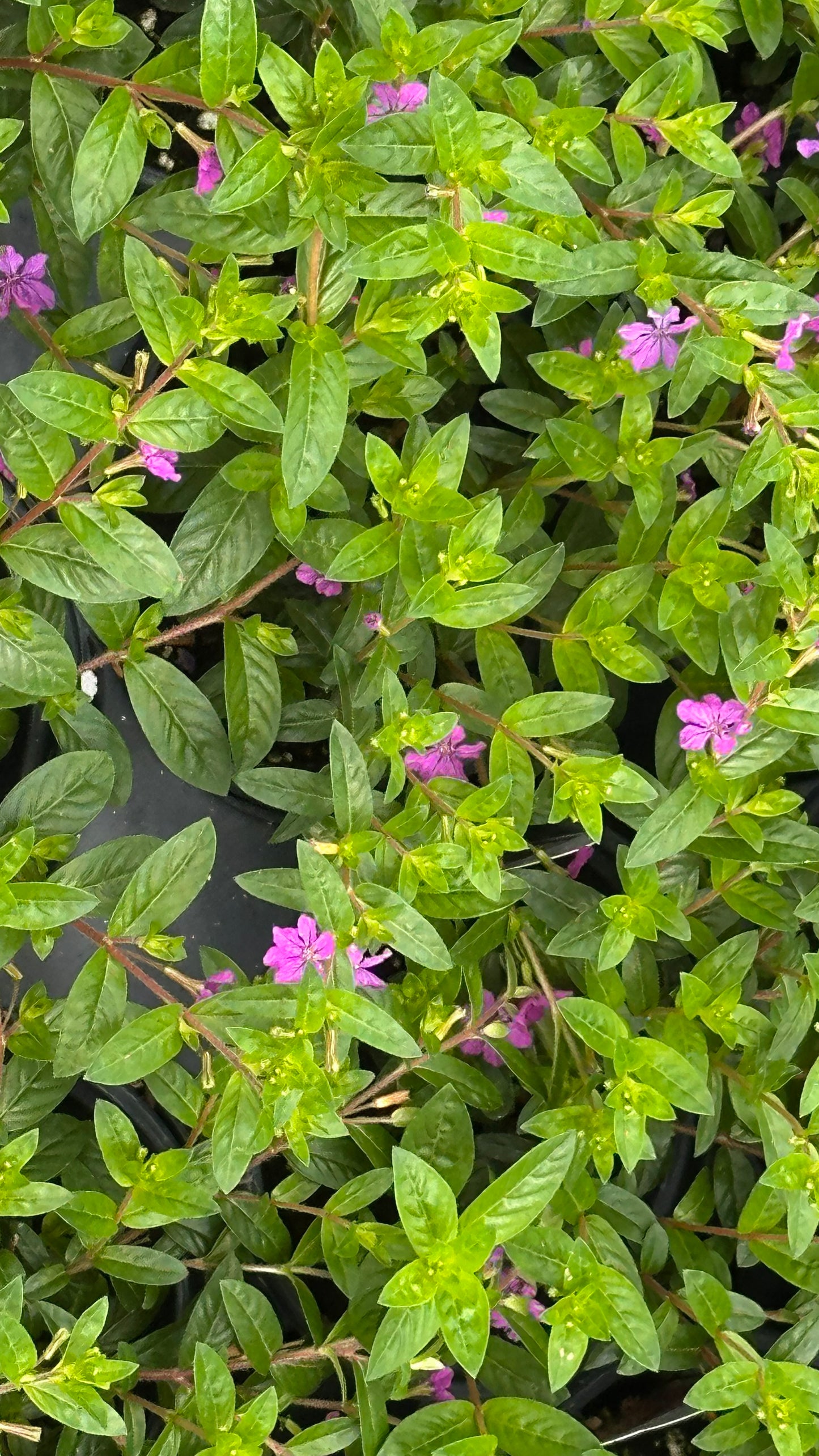 Hanging Baskets