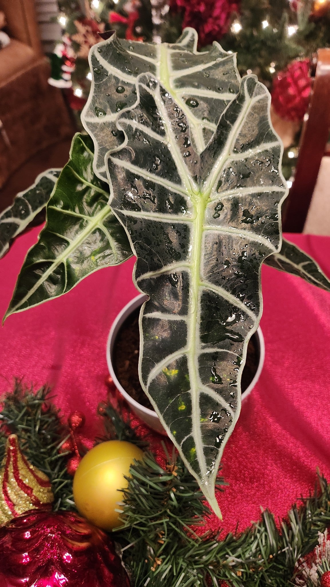 🌿 Alocasia Polly (African Mask Plant) 🌿