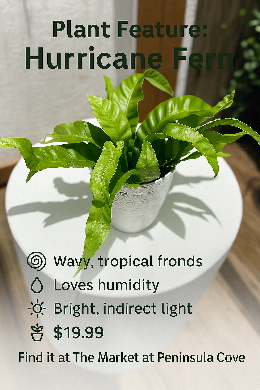 Fern