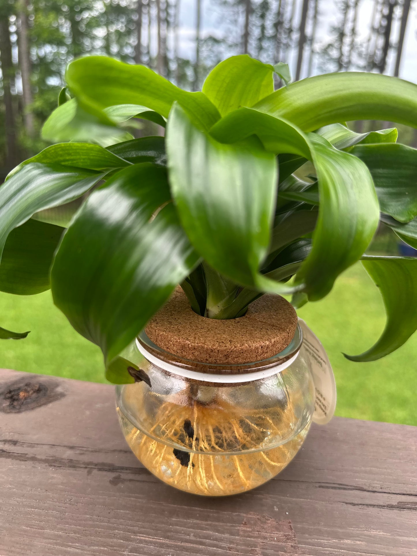 Hydro Bowl Dracaena