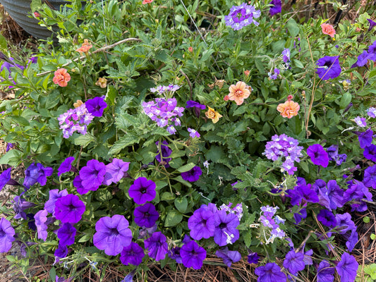 Purple Petunia Hanging