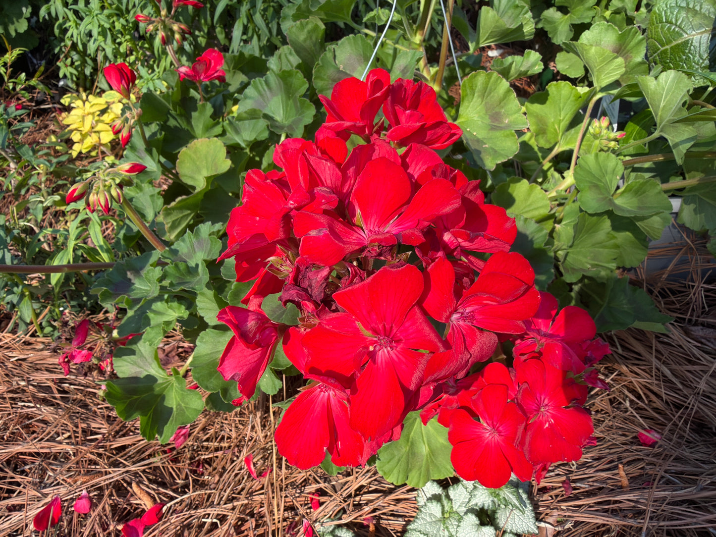 Red Geranium Hanging Basket