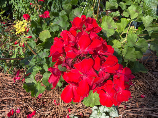 Red Geranium Hanging Basket